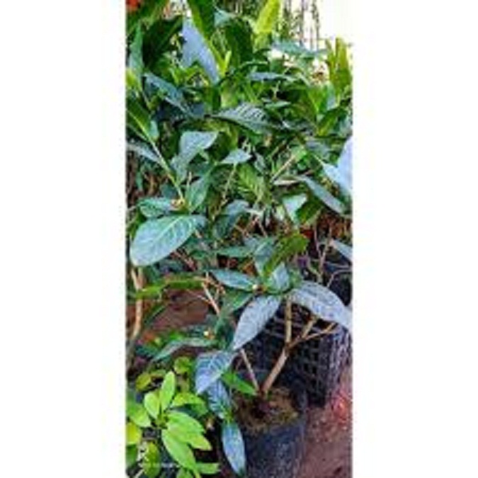 CÂY HOA  GIỐNG HOA HẢI ĐƯỜNG TRẮNG