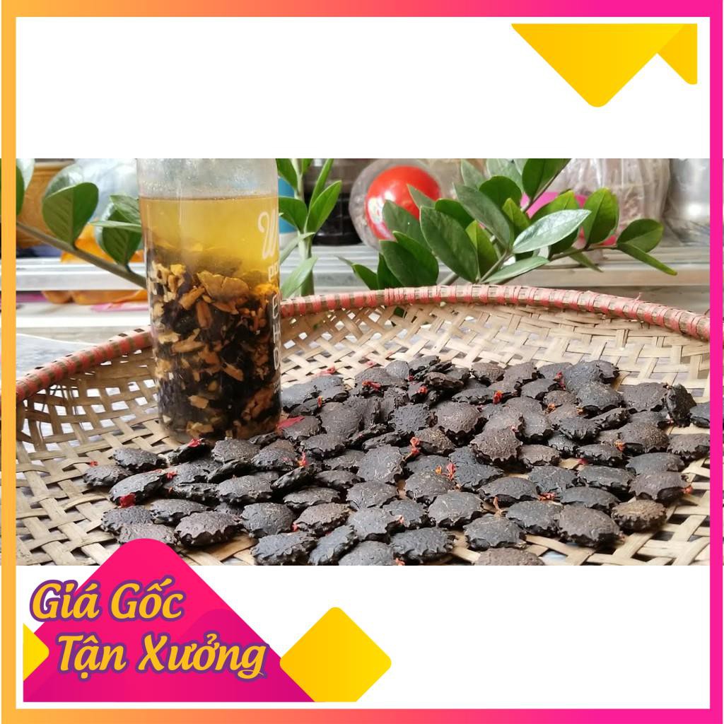 Khu vườn hạt quả gấc thuần cao sản .
