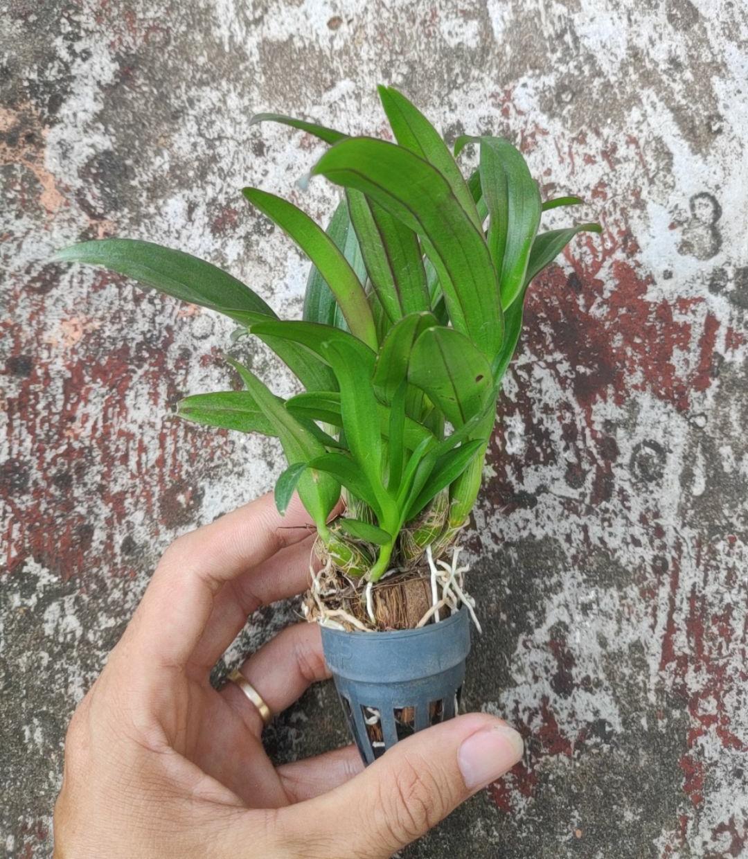 Dendro Thái nhiều màu, siêng hoa.