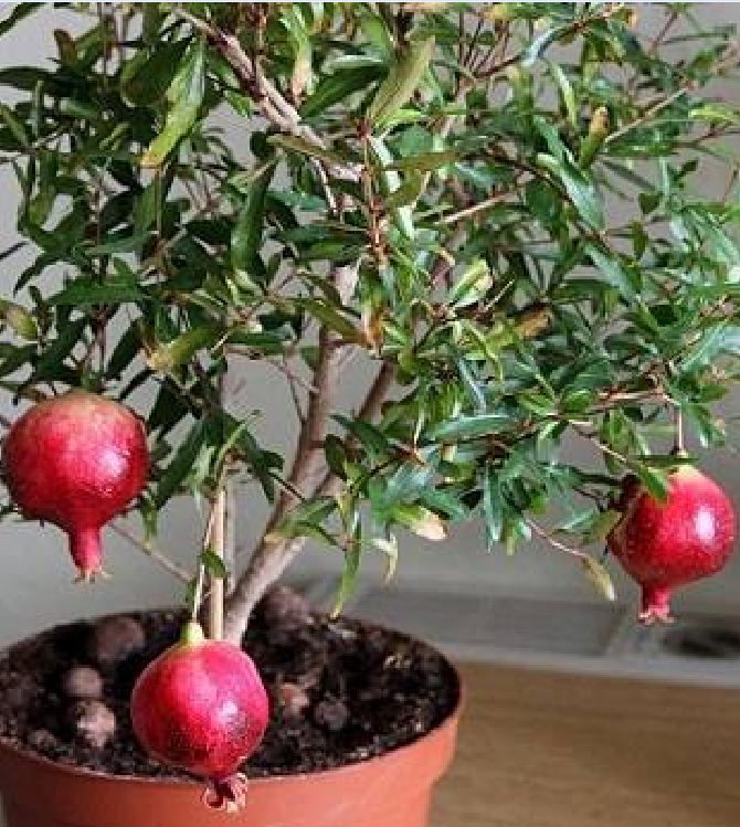 Hạt Giống Lựu Cảnh Lùn ( lựu bonsai ) ( 10 hạt )