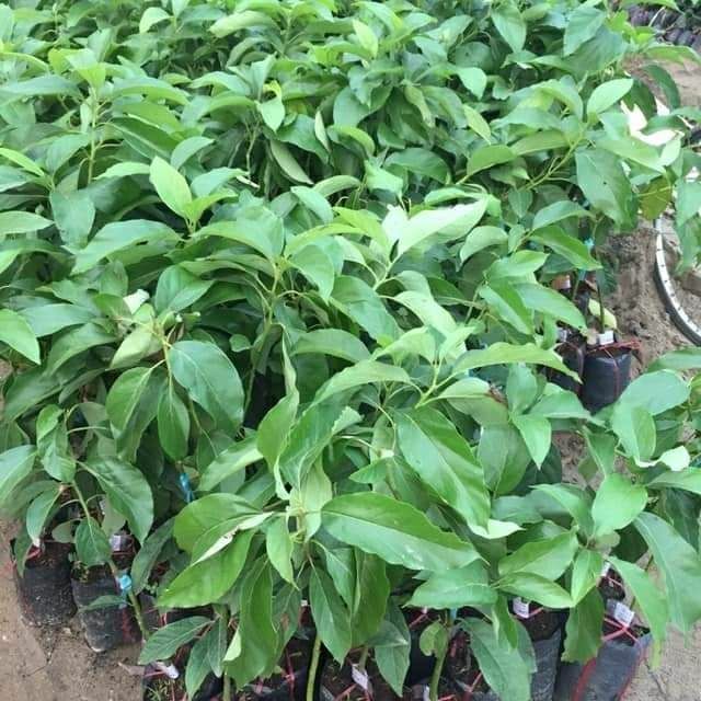 Cây bơ giống tí hon