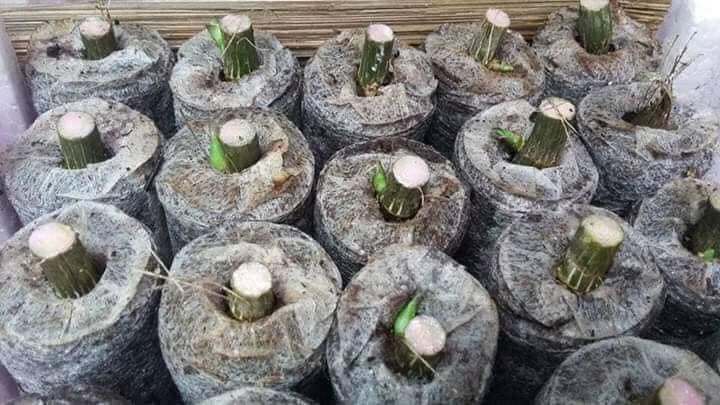 Combo 200 viên nén sơ dừa ươm cây và hạt giống