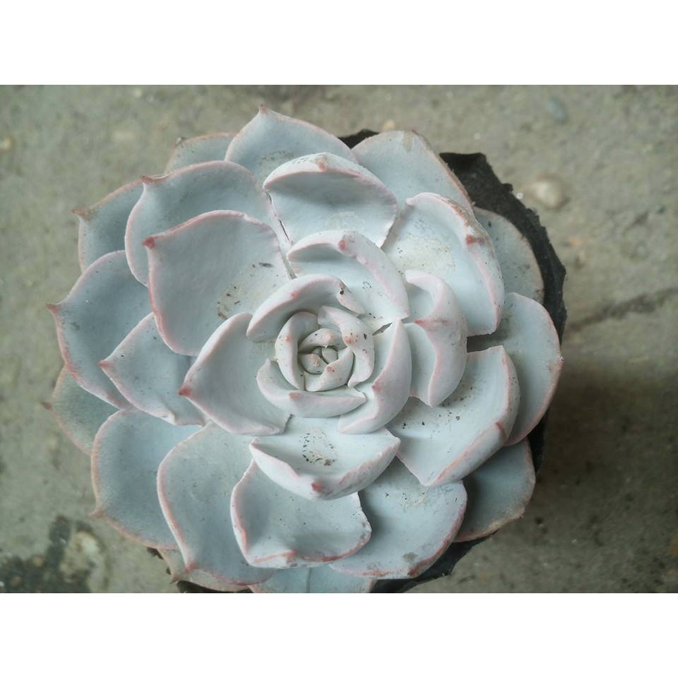 Hạt giống Sen đá ngọc bích