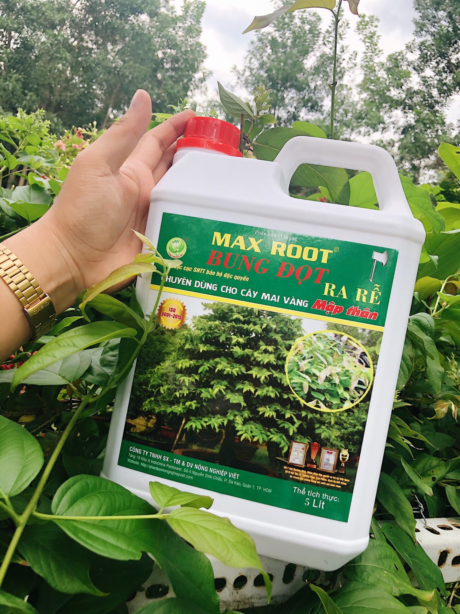 BUNG ĐỌT KÍCH RỄ MAI VÀNG