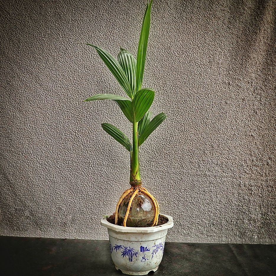 Cây phong thủy