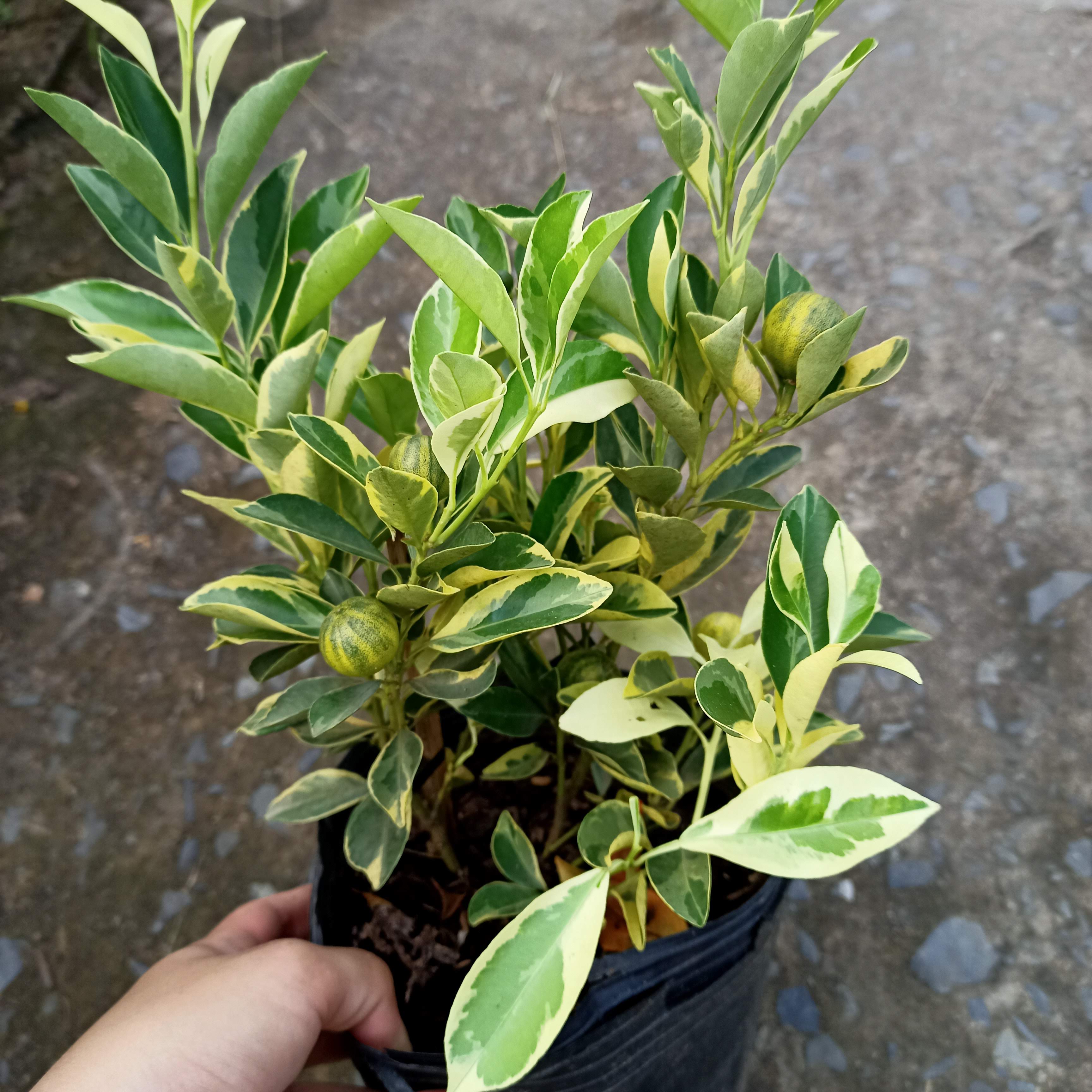 Cây tắc cẩm thạch (hạnh var) đang trái, tán sum chậu C8 - Summer Garden