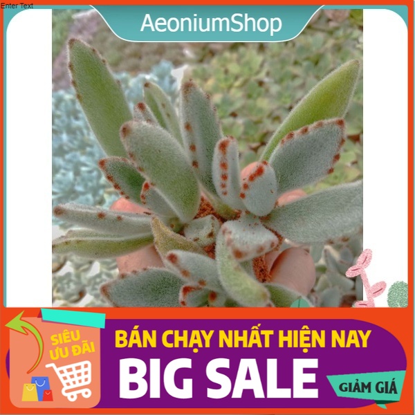 Sen đá nhung viền đen mini, xuất xứ đà lạt, lỗi 1 đổi 1 ❣