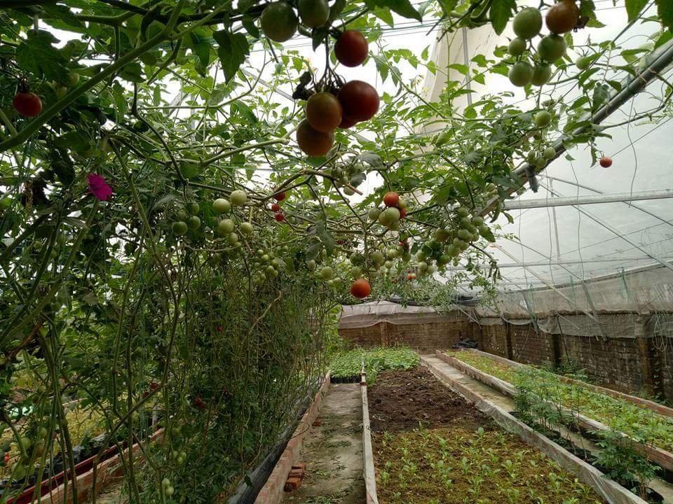 Hạt giống cà chua leo giàn ( cà chua bạch tuộc ) 10 hạt/gói - (TẶNG gói kích thích hạt nảy mầm)