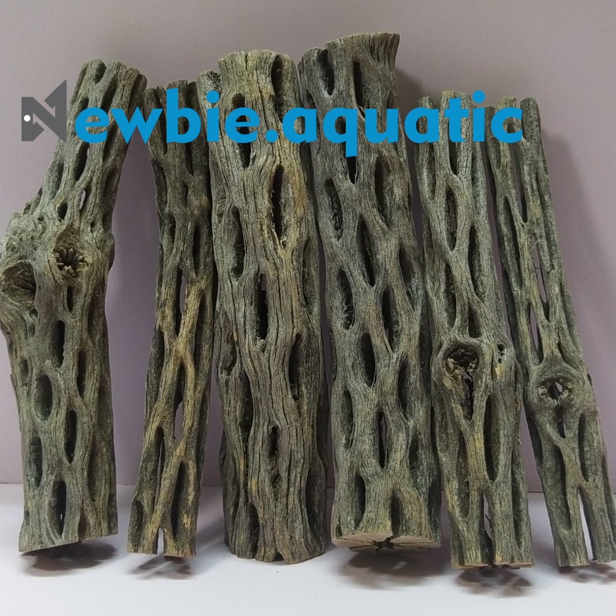 Lũa Cholla - Lũa Xương Rồng Chuyên Cho Tép Cảnh