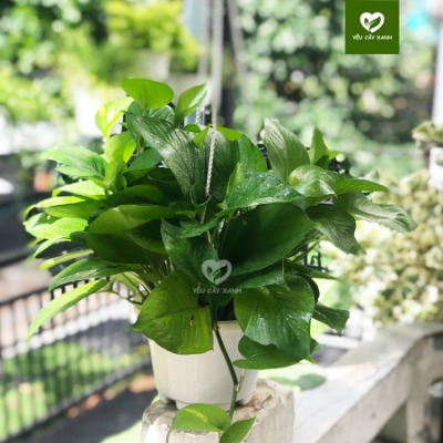 Cây Treo Trầu Bà Thái - Vạn Niên Thanh leo (cây dễ chăm sóc, phát triển nhanh)
