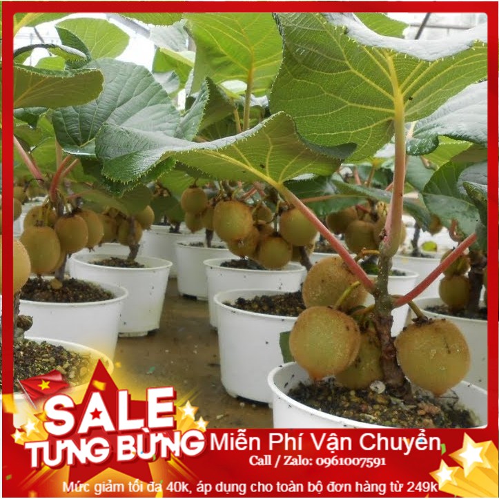 Hạt Giống Cây Kiwi - 30 Hạt
