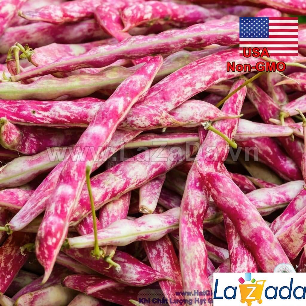 3Gr Hạt Giống Đậu Cove Bụi Vân Đỏ Taylor (A1.202| Y2*W23*M024)