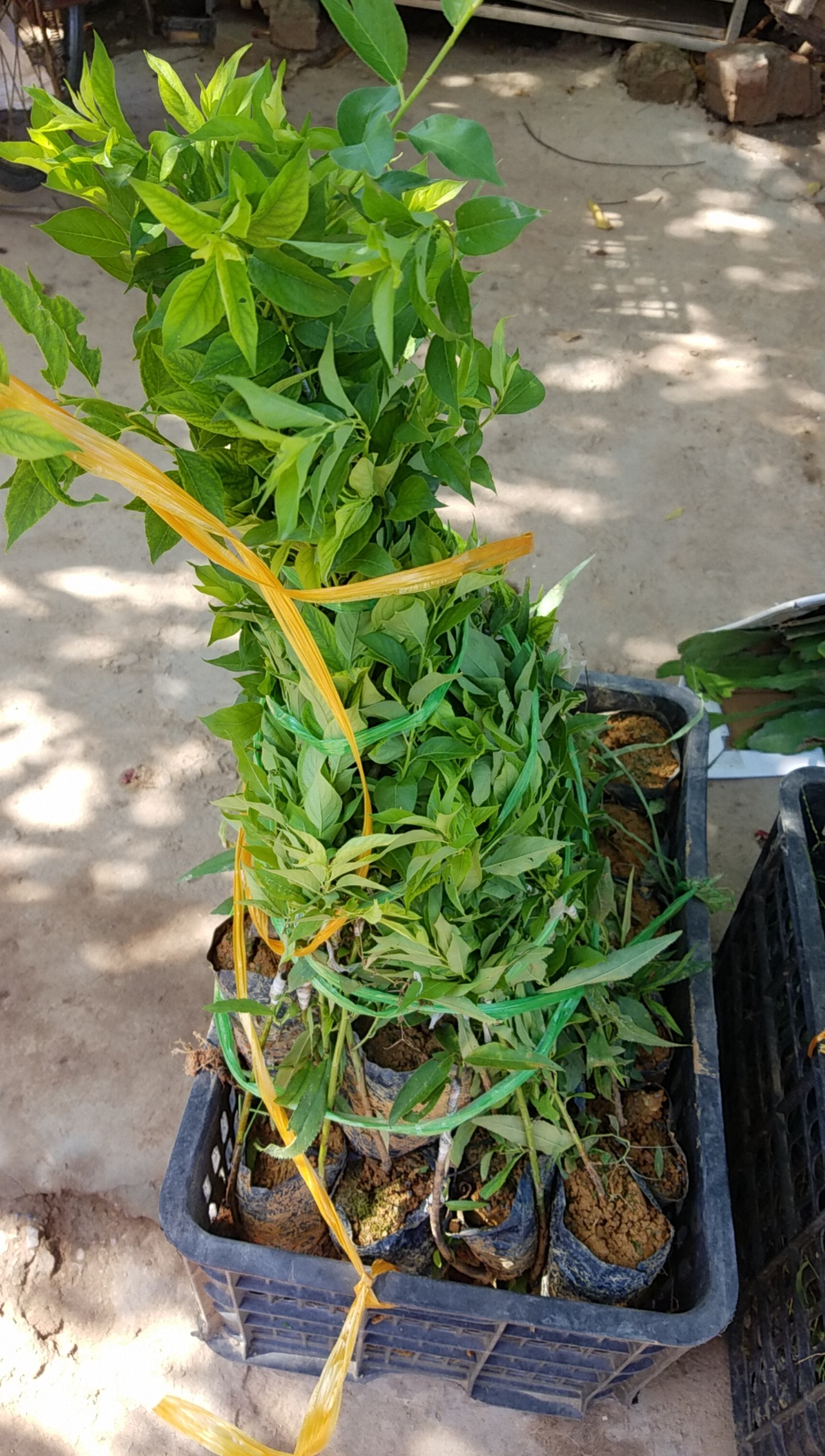 Mận tam hoa cây ghép mắt - Tặng phân bón