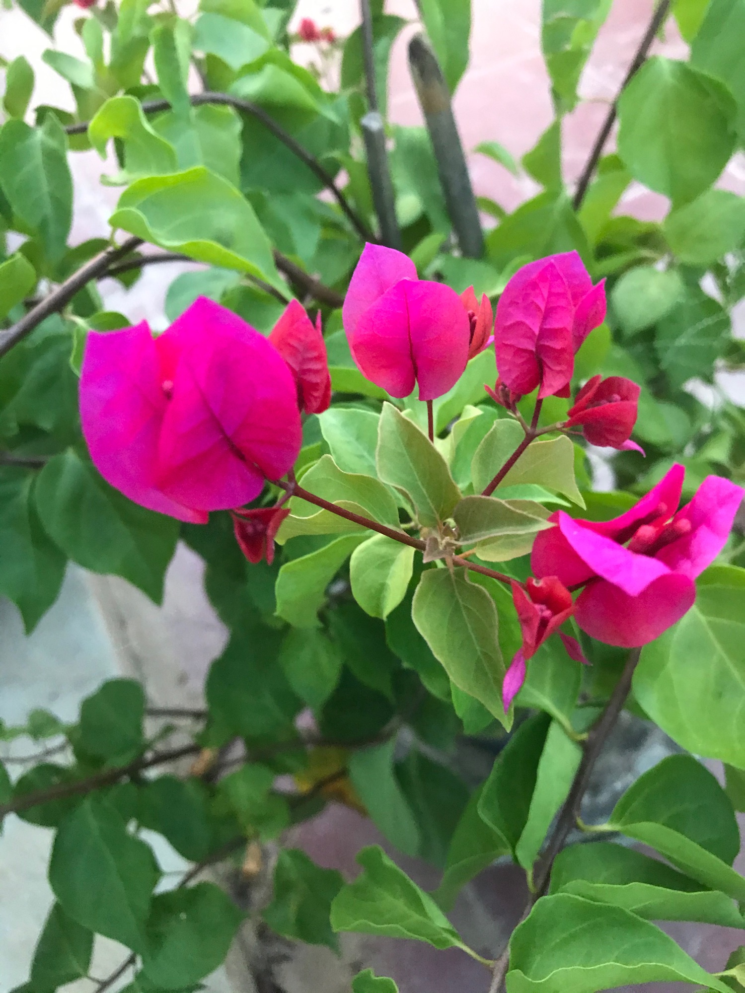 Hoa giấy đỏ đậm đẹp 100%