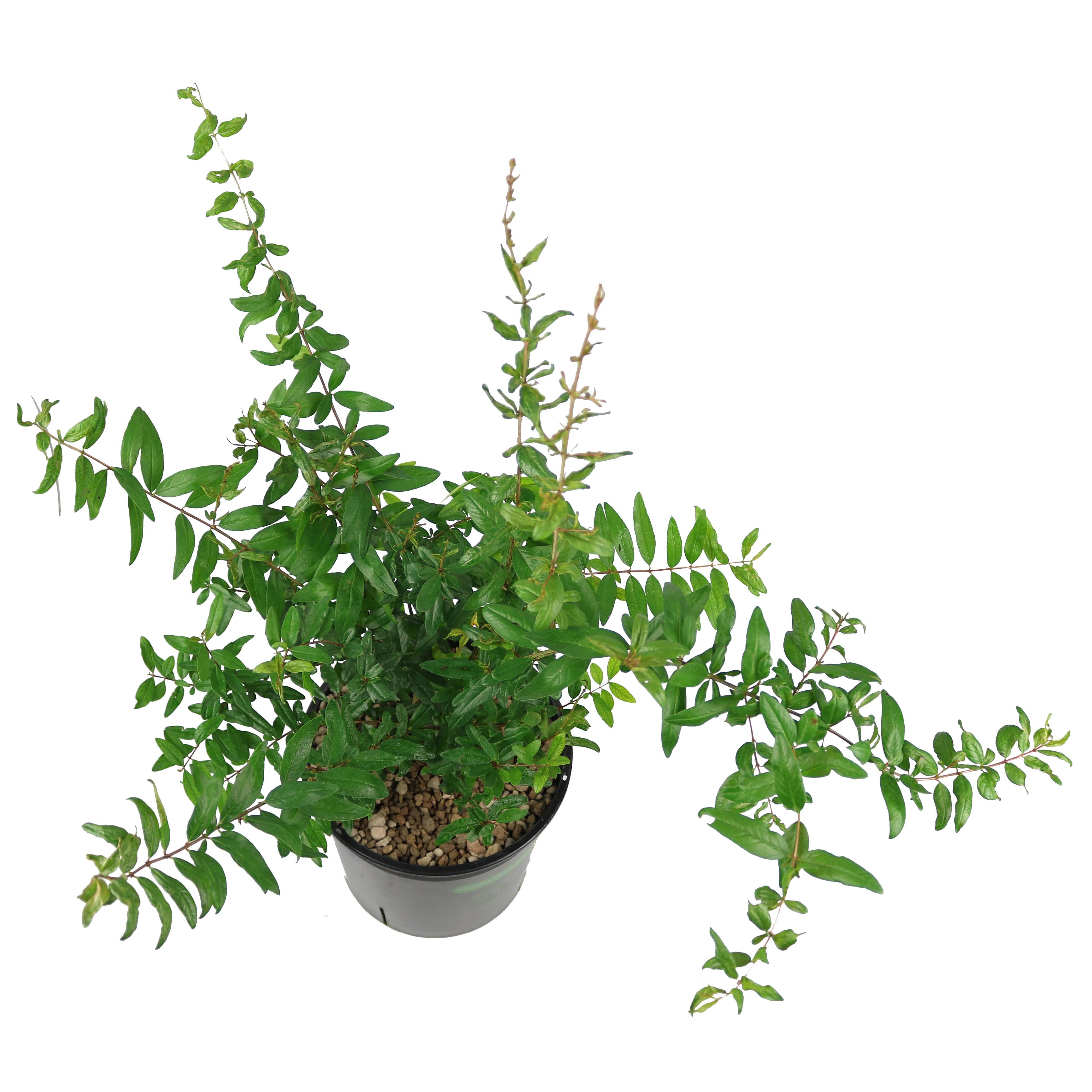 Lựu đỏ Ai Cập | Cây có trái | Punica Granatum