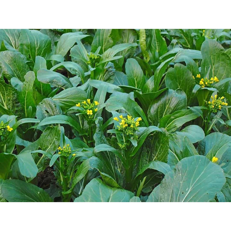Hạt Giống Cải Ngồng Thân Mập - 20G