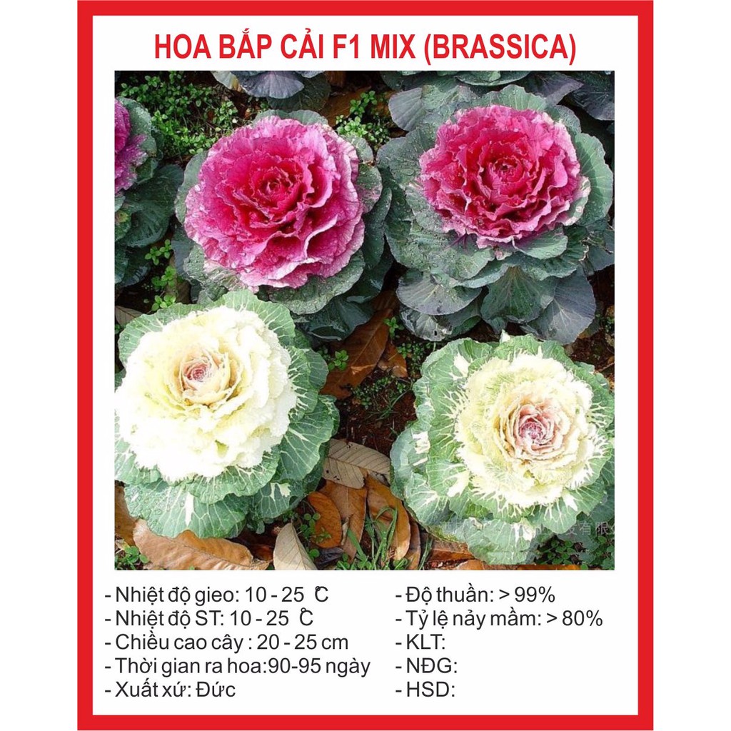Hạt giống hoa bắp cải 20 hạt