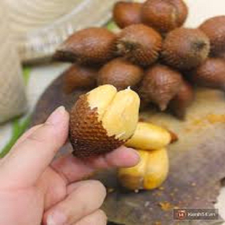 Thai rattan leaf plant .. 8 months of fruit with F1 seeds-nice seeds, cheap, reputable gold