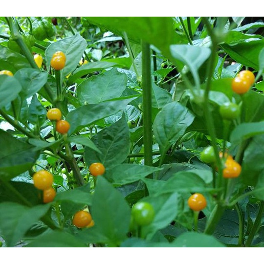 Hạt giống Ớt CHARAPITA Peru siêu cay