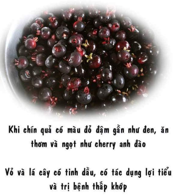 CÂY GIỐNG CHERRY MỸ ĐỎ
