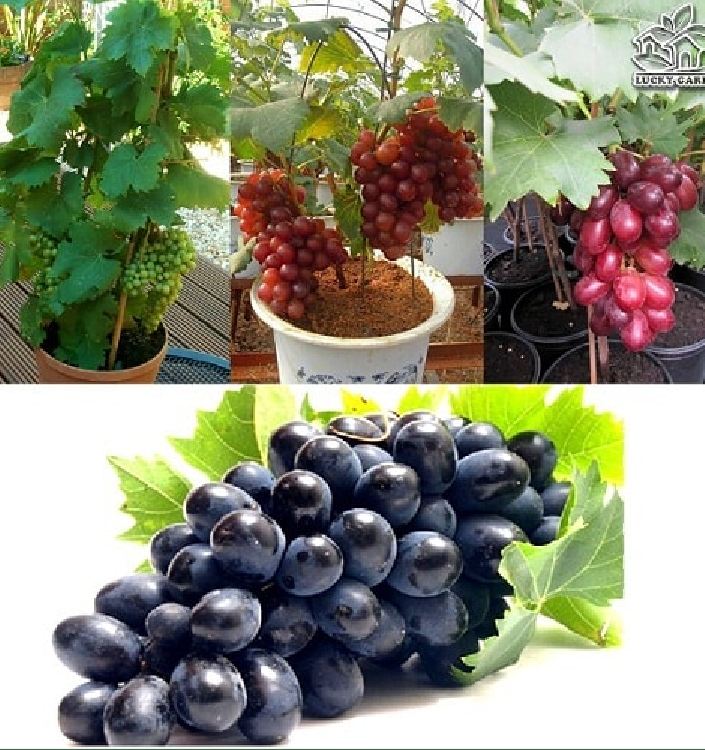 Hạt giống nho lùn pháp ( nho bonsai ) 10 hạt/gói (TẶNG gói kích thích hạt nảy mầm)