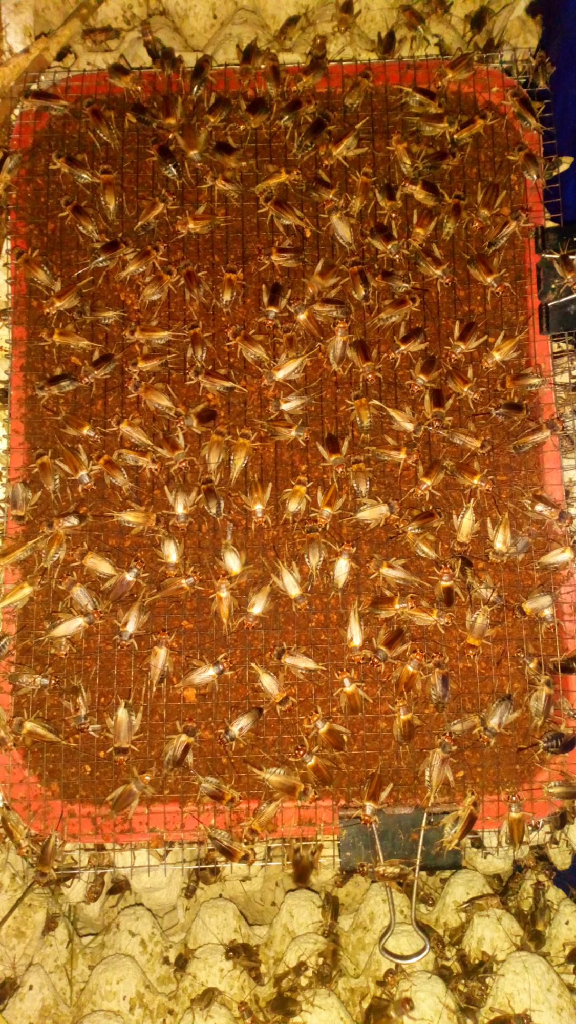 Trứng Dế Thái Vàng