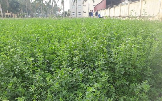 [HCM]Hạt Giống Cỏ Đậu ALFALFA - Gói 100gr