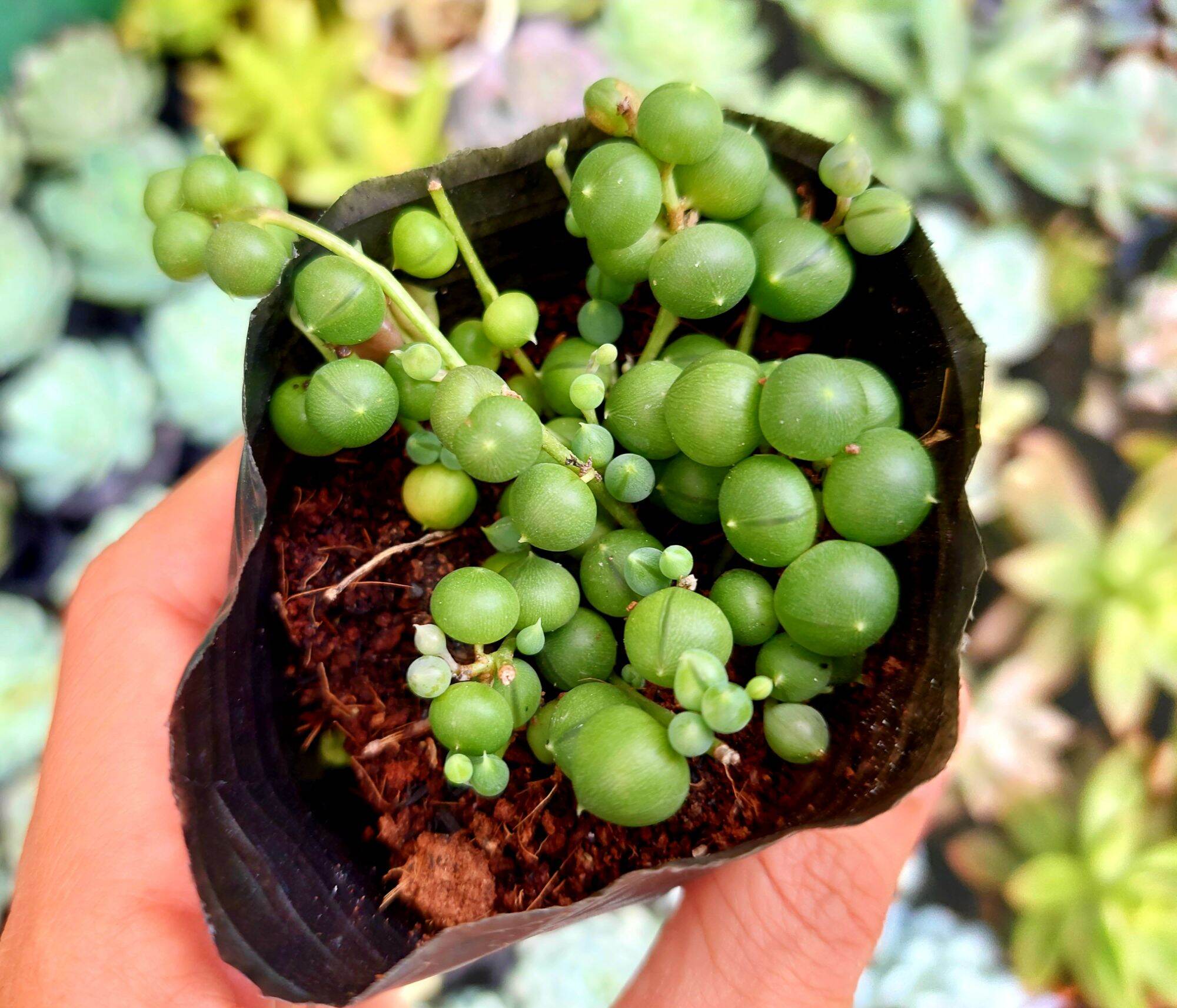 Sen đá HẠT NGỌC size bầu
