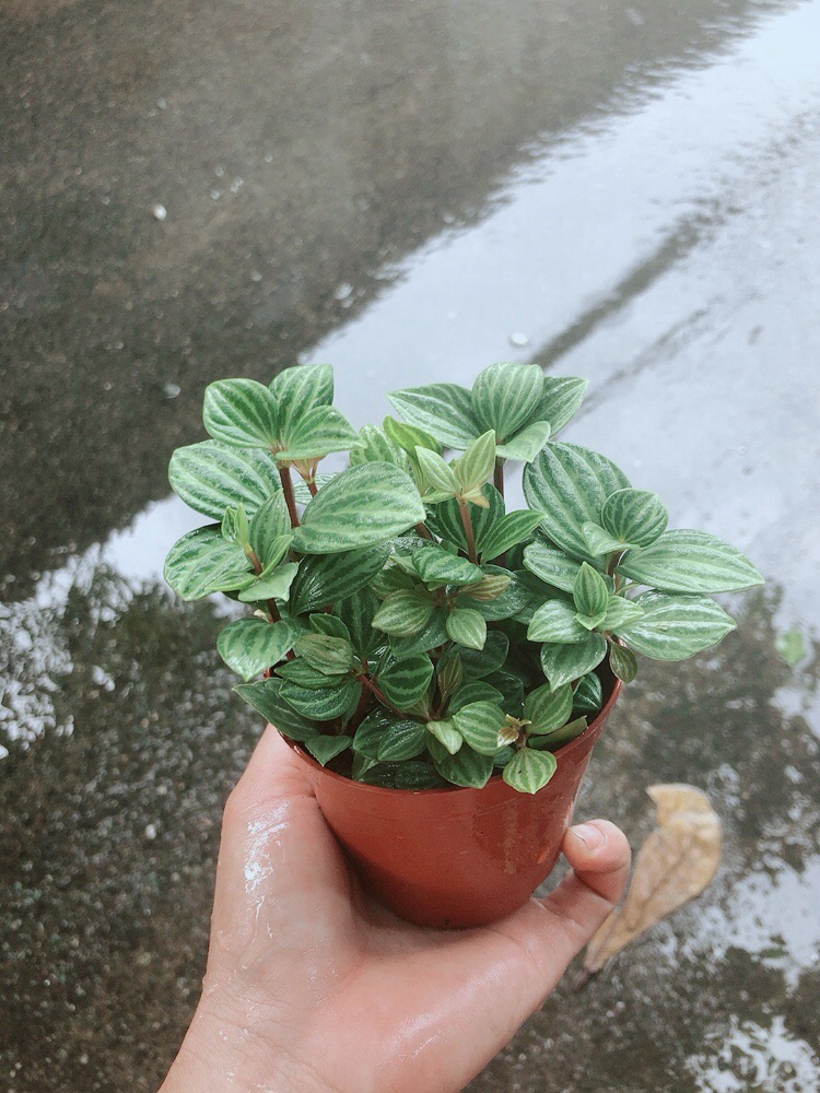 Cây Hột Xoàn (kim cương hột xoàn)