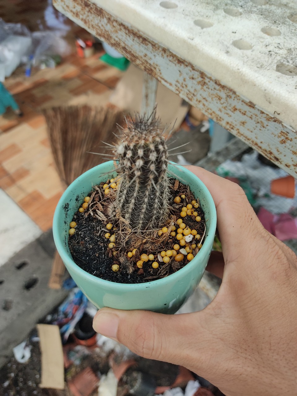Xương rồng THIÊN THẦN BÓNG ĐÊM (cao 9-11 cm)