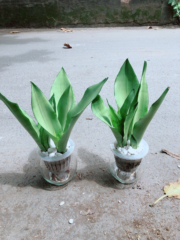 Chậu Lưỡi Hổ Bạc Trồng Thuỷ Canh