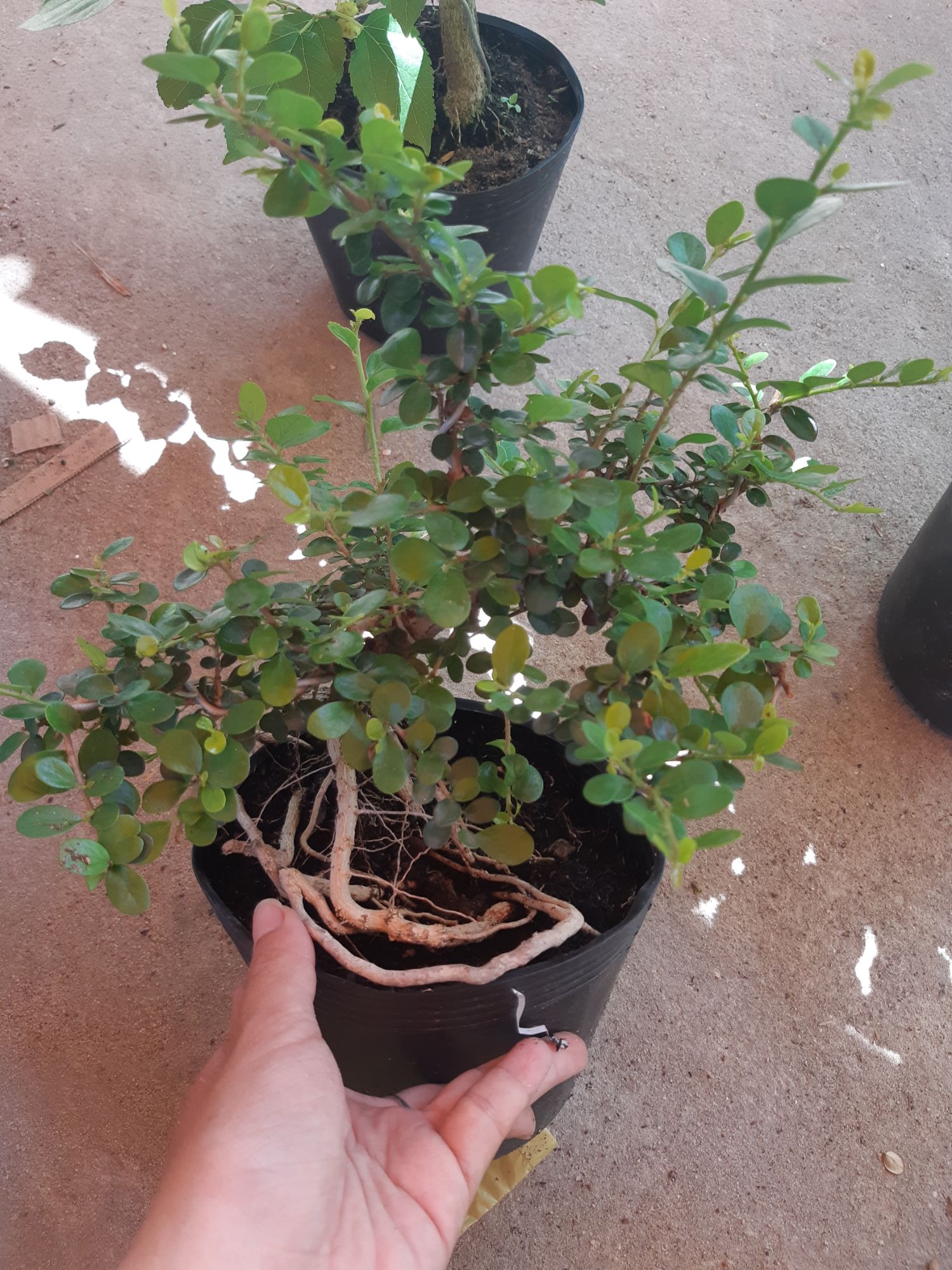 cây sam trái bonsai mini