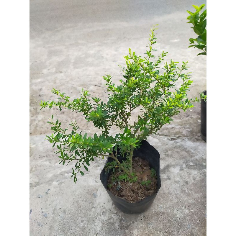 Cây Linh Sam - cây cảnh mini - cây cảnh để bàn - caykiengsadec