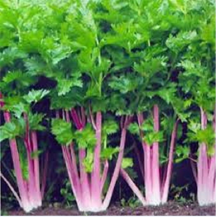 " gói 2gram "hạt giống rau cần tây đỏ f1