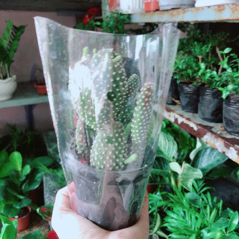 [HCM]Xương Rồng Tai Thỏ Trắng