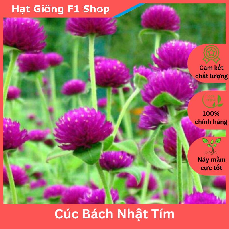 Hạt giống hoa cúc bách nhật tím hoa nở quanh năm