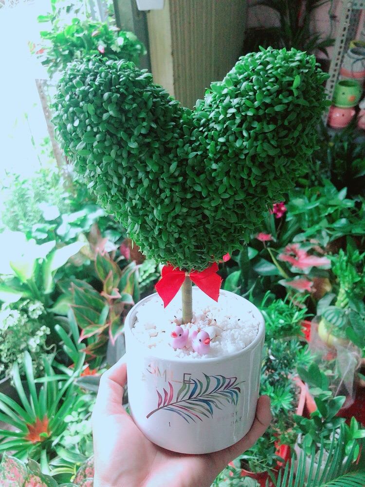 Chậu May Mắn Tài Lộc Trái Tim