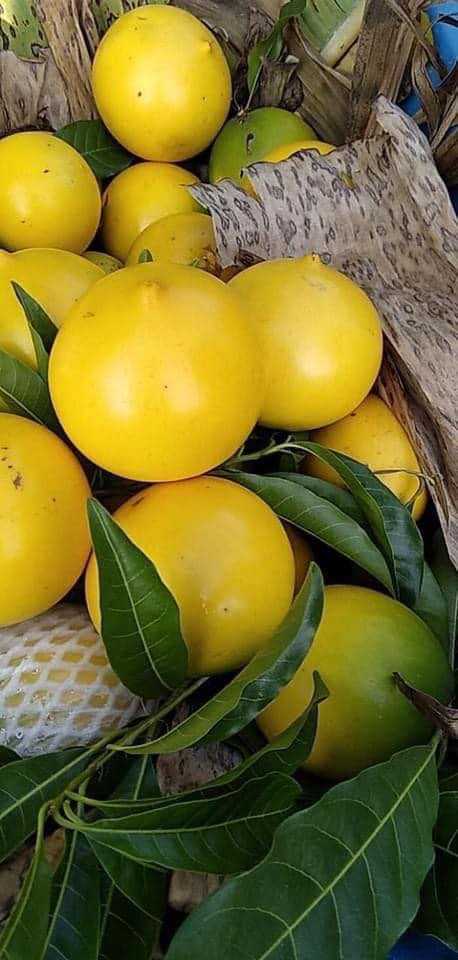 CÂY GIỐNG VÚ SỮA HOÀNG KIM [ CÂY GHÉP cao gần 1m như hình thực tế ạ].