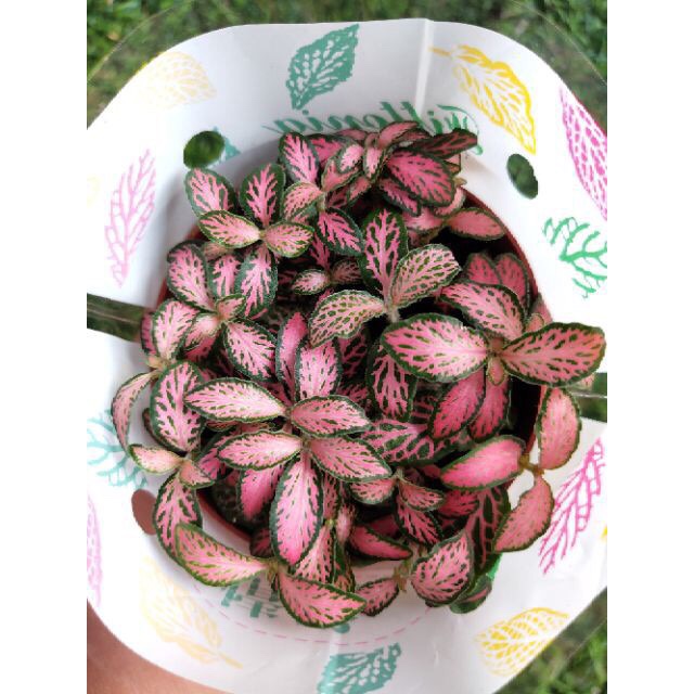 Cây cẩm nhung , cỏ may mắn màu đỏ