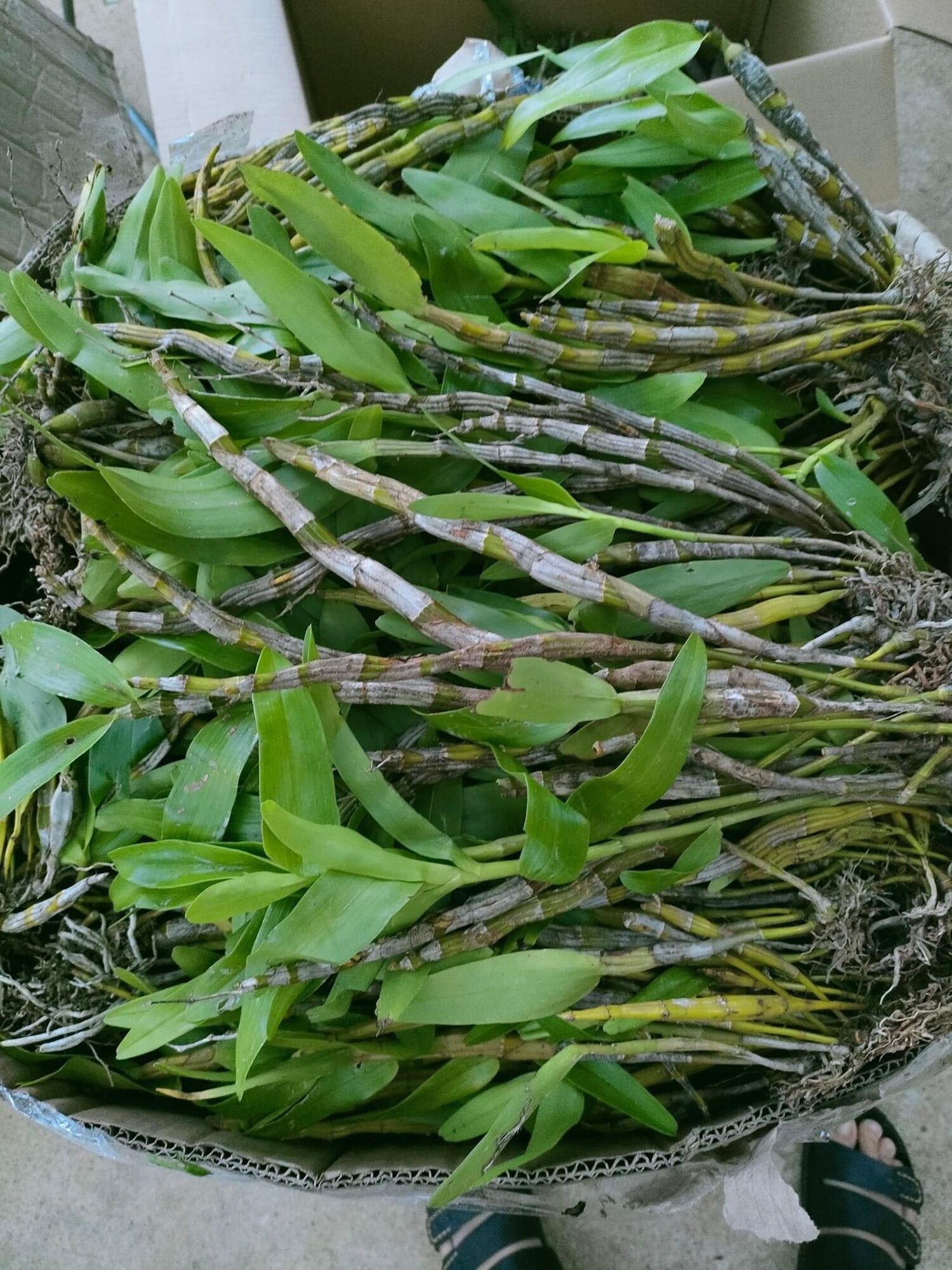 Hoa Lan quý hiếm hoàng phi hạc(1 khóm)