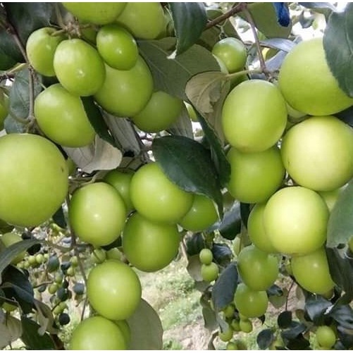 Cây Táo Chua Gia Lộc siêu sai trái cho năng suất cao giống chuẩn F1