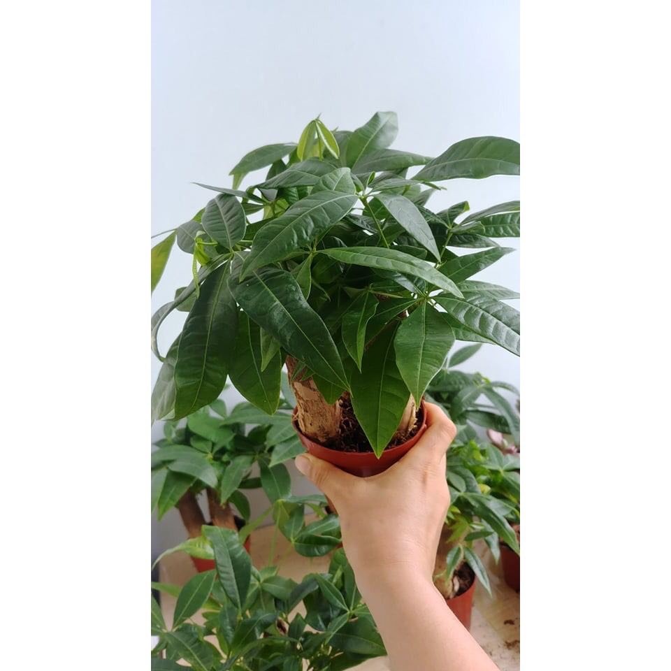 Cây kim ngân 3 thân- Tam lộc [Phúc-Lộc-Thọ].