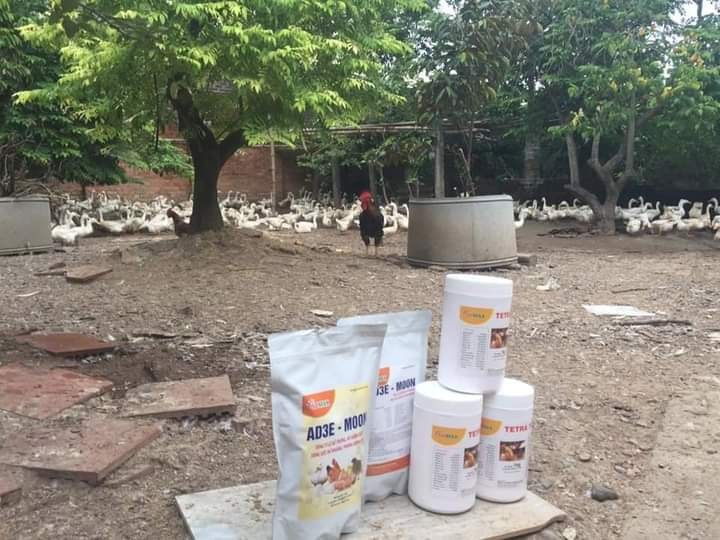 SIÊU KÍCH TRỨNG CHO GÀ VỊT