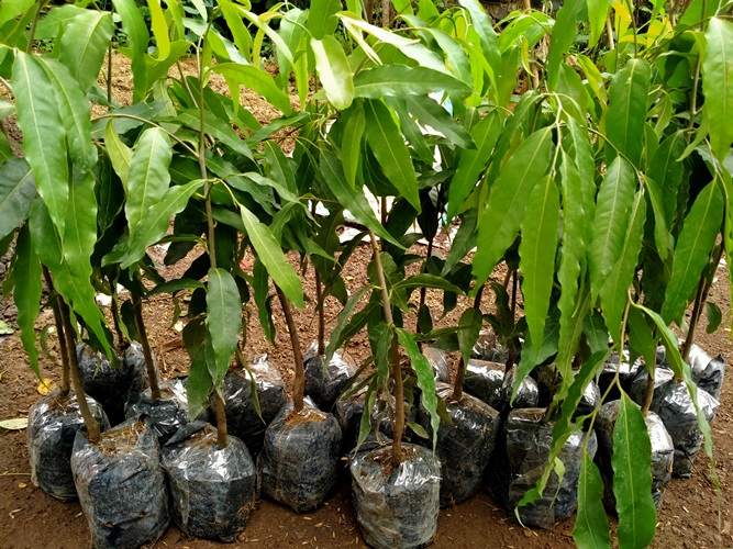 combo 6 cây Hoàng Nam