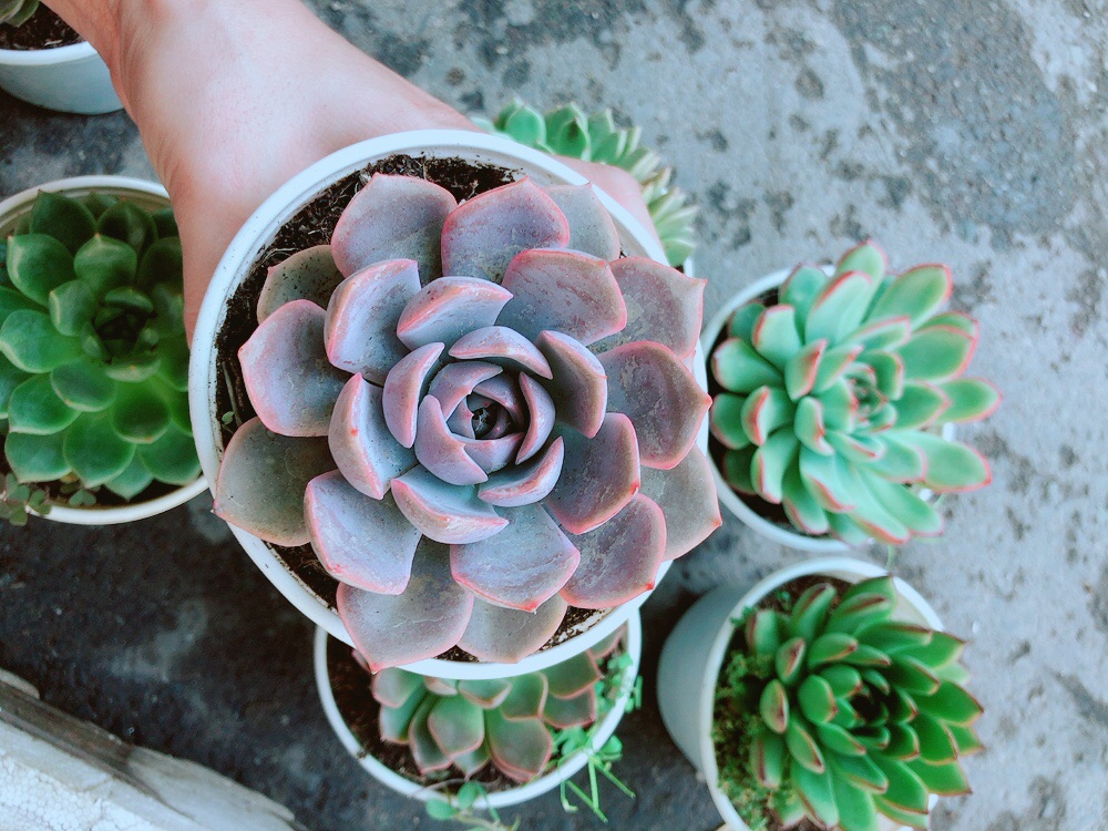 Chậu Sen Đá Tím Cánh Cứng