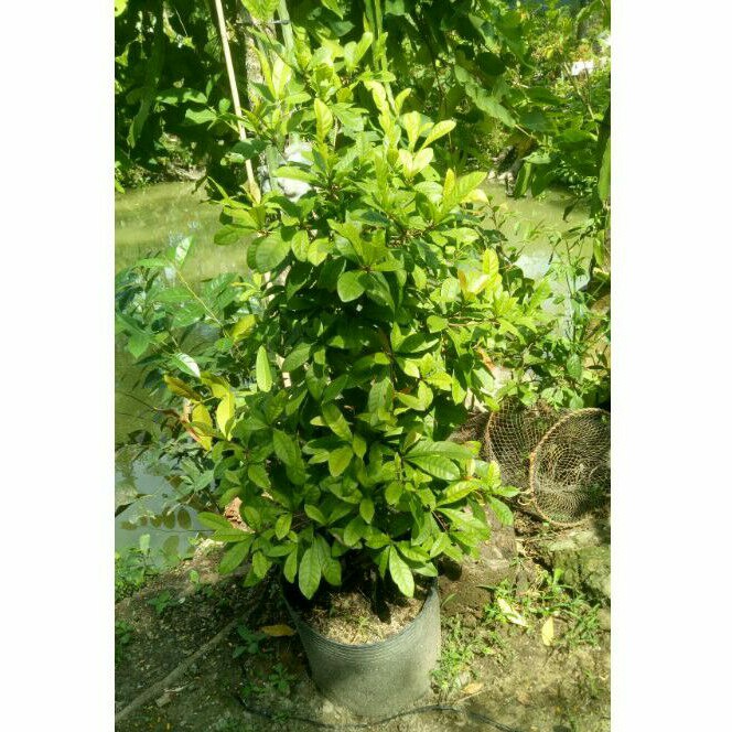 Cây thần kỳ 3 năm đang hoa ( cao 1m)