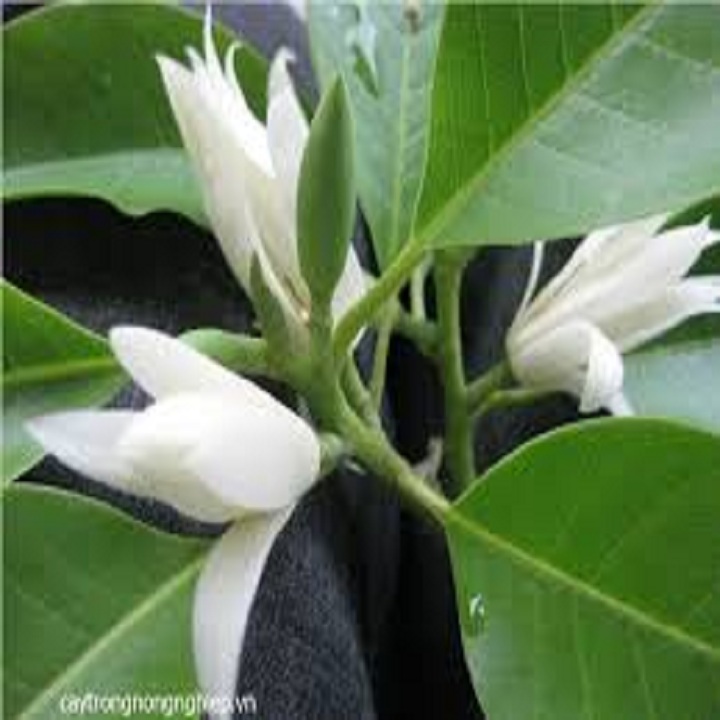 CÂY HOA NGỌC LAN TRẮNG