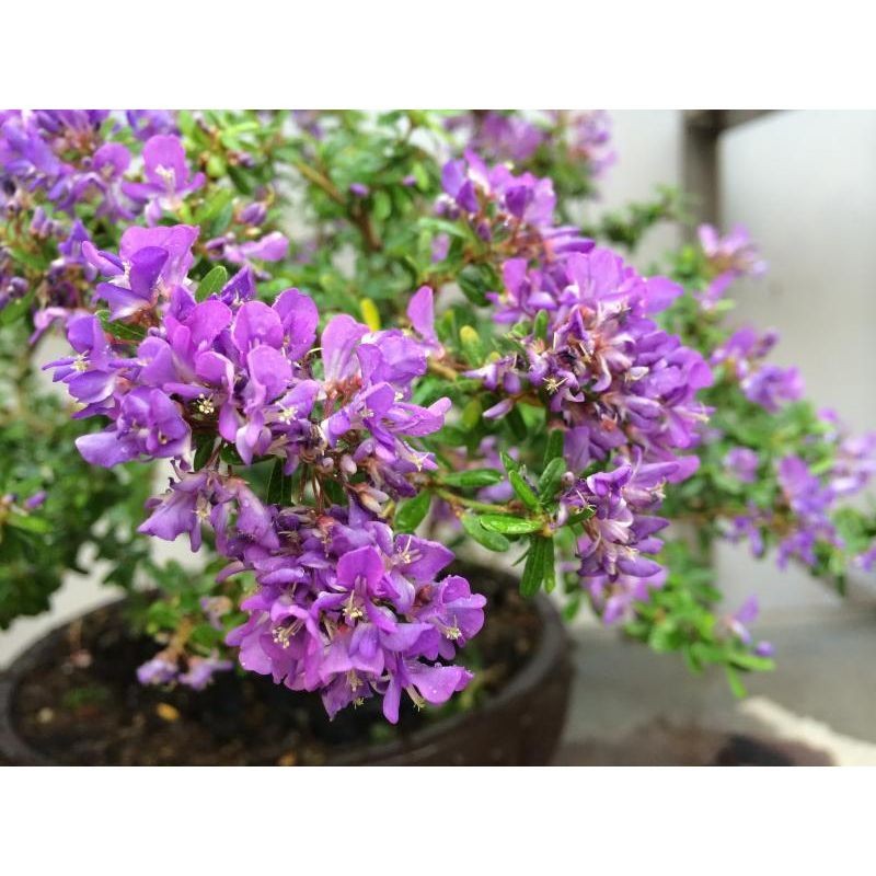 CHẬU CÂY LINH SAM (CÂY SAM NÚI ) SIÊU BÔNG