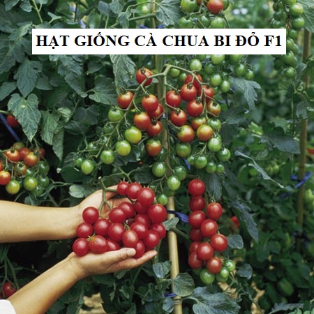 Hạt giống cà chua bi dây quả đỏ - ( 30 hạt/gói )
