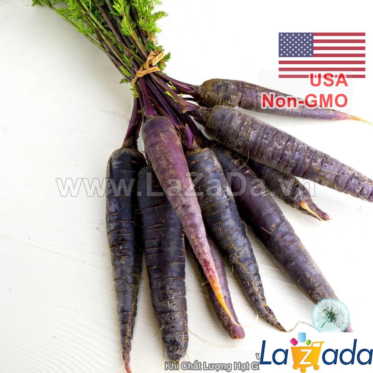 150h Hạt Giống Cà Rốt Đen Tím Black Giàu Anthocyanin (A1.101| C29*W31*M021)